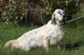 Setter Anglais GREKO DU SENTIER DES LUTINS Setter Anglais GREKO DU SENTIER DES LUTINS